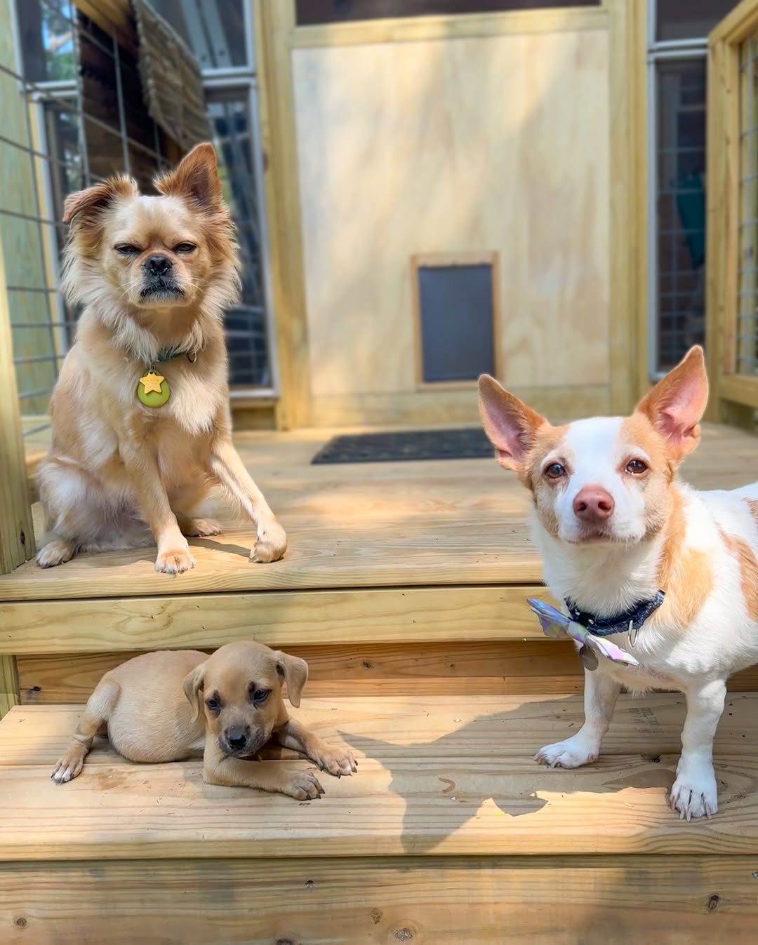 two sweet tiny dogs