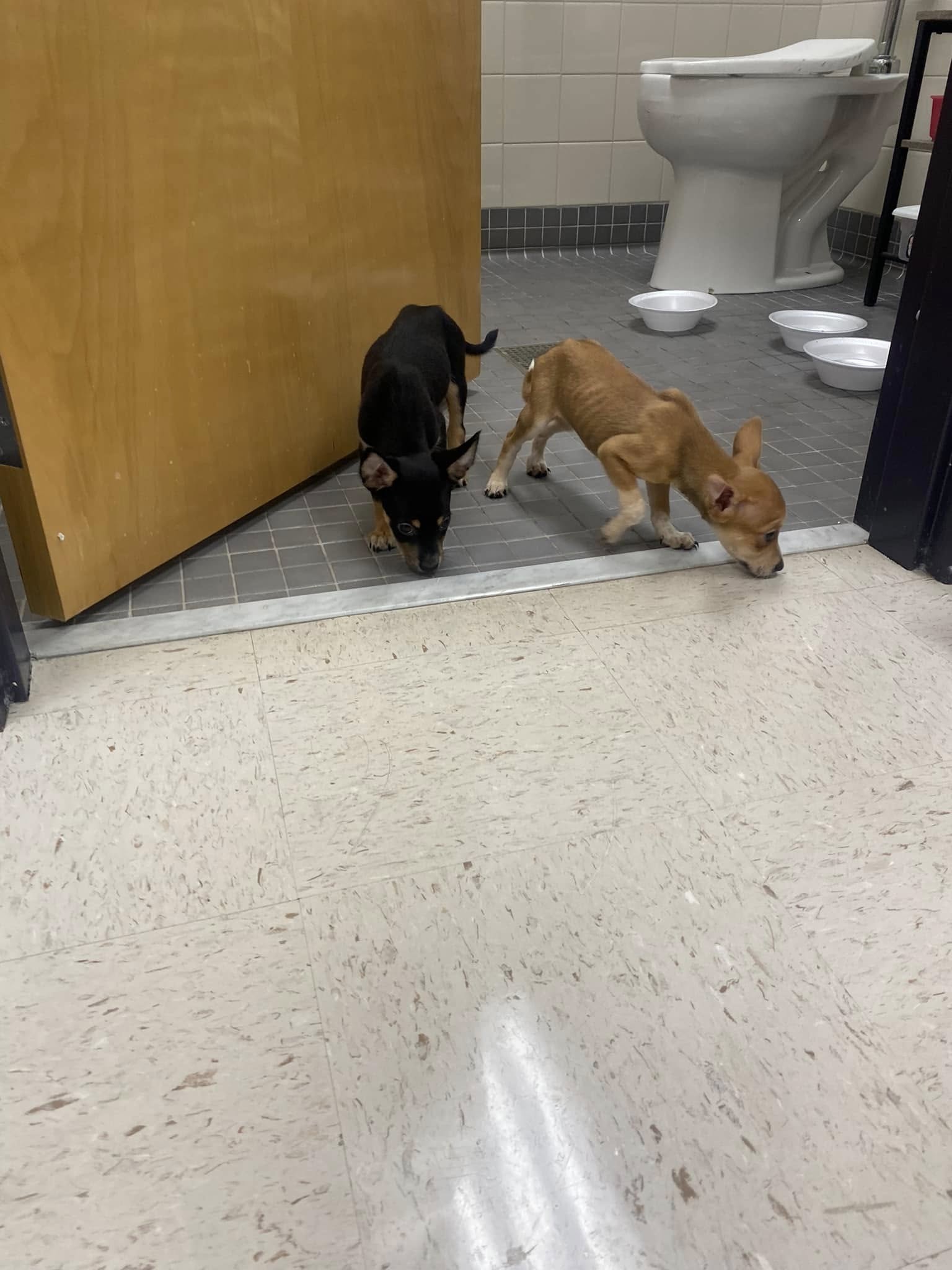 two tiny puppies
