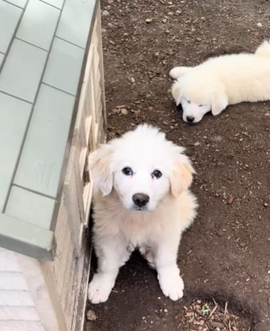 two white puppies