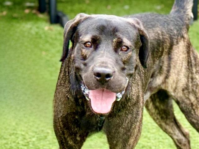 very beautiful black dog