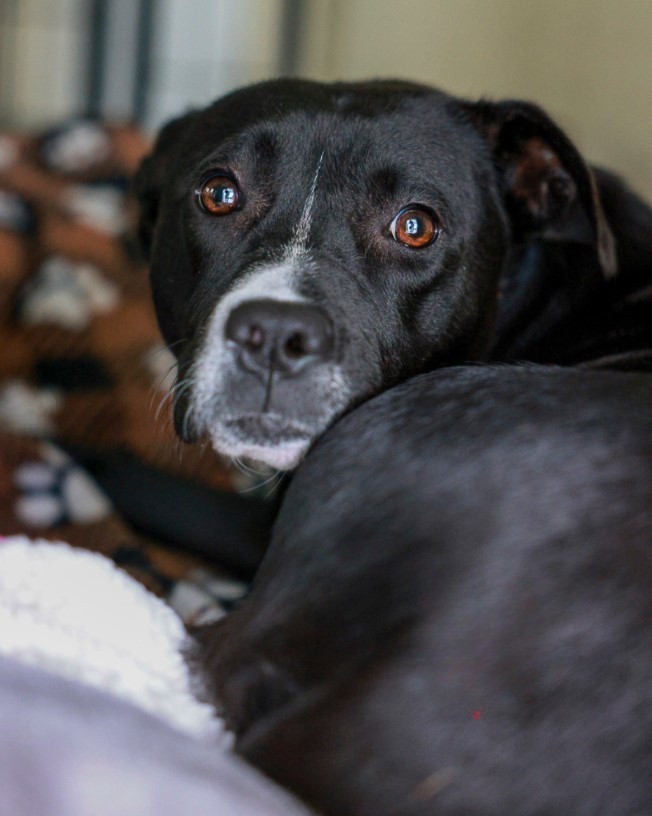 very beautiful black dog