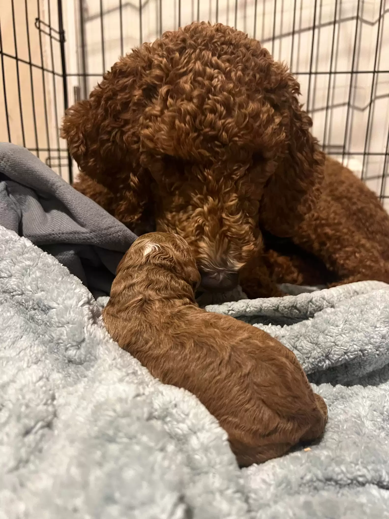 very beautiful brown dog