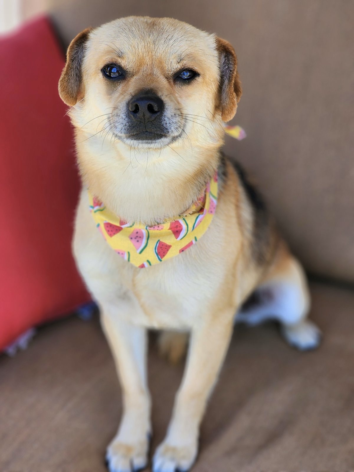 very beautiful dog