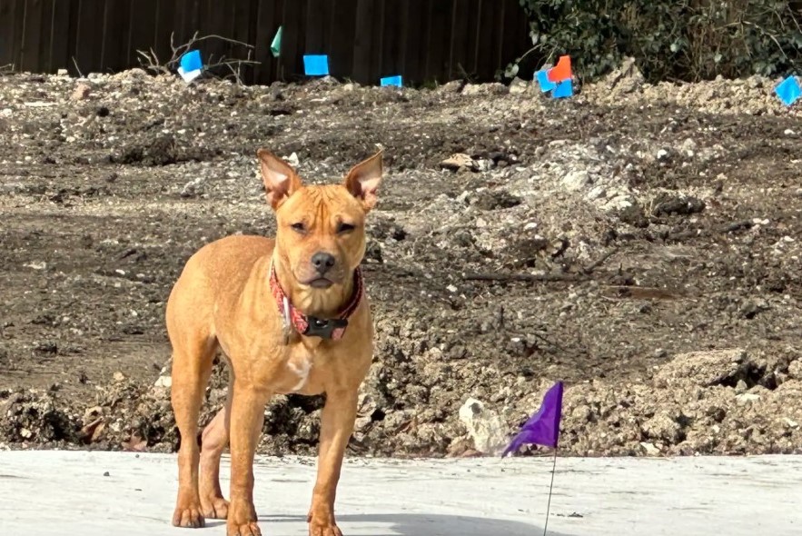 very beautiful dog