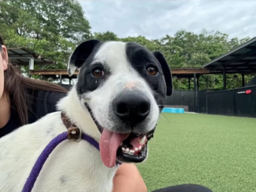 very beautiful dog