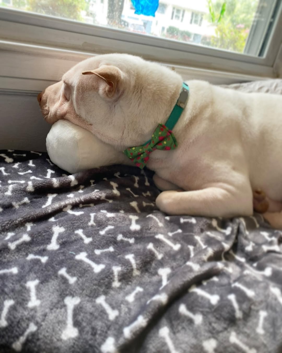 very beautiful dog laying down