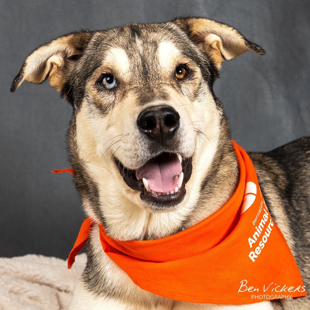 very beautiful dog