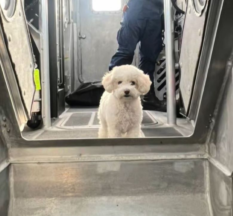 very beautiful white dog