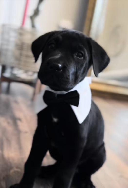 very cute black dog