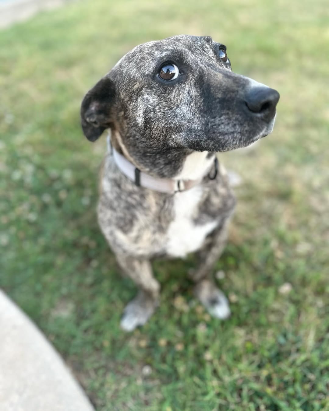 very cute black dog