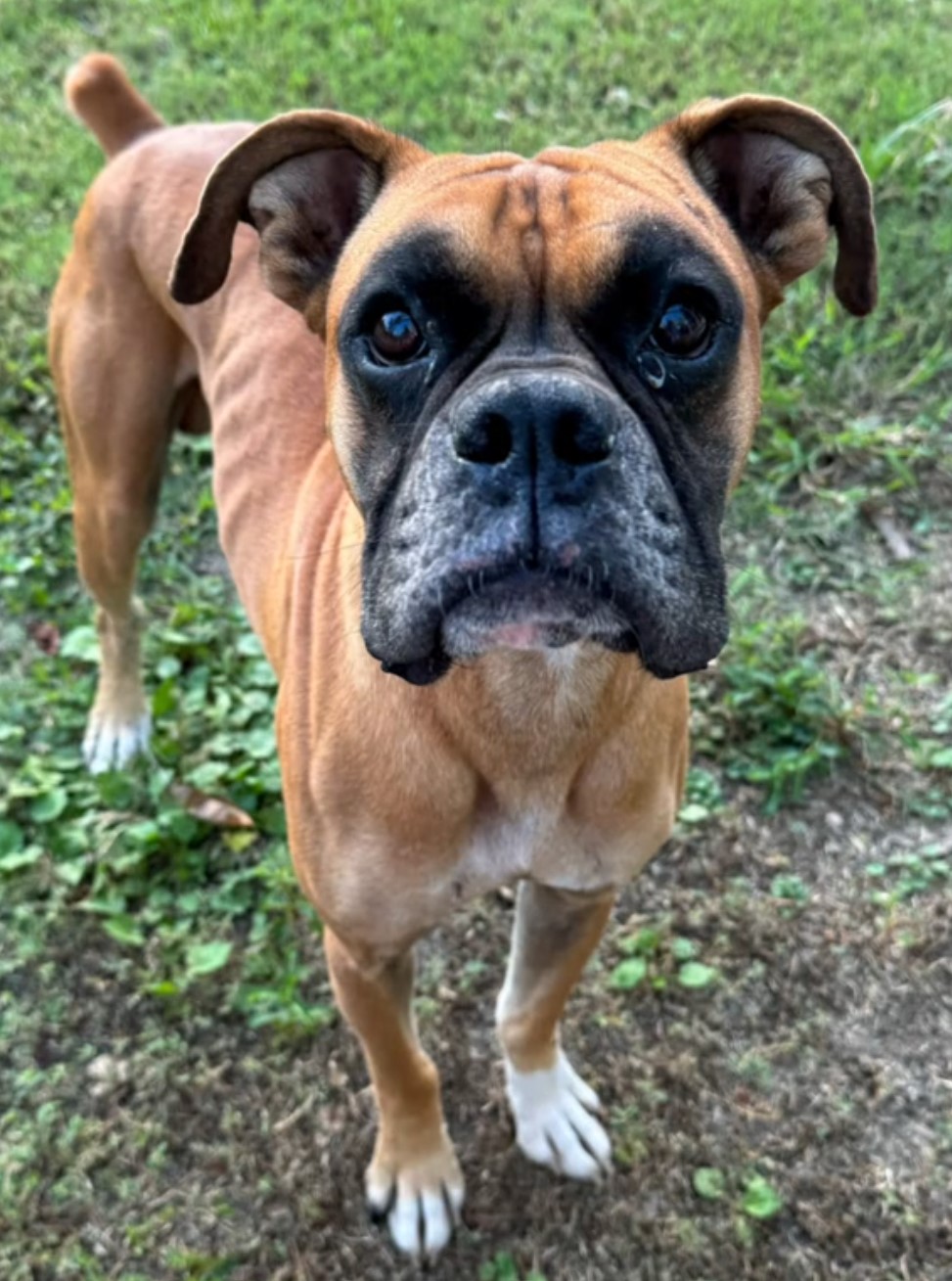 very cute dog