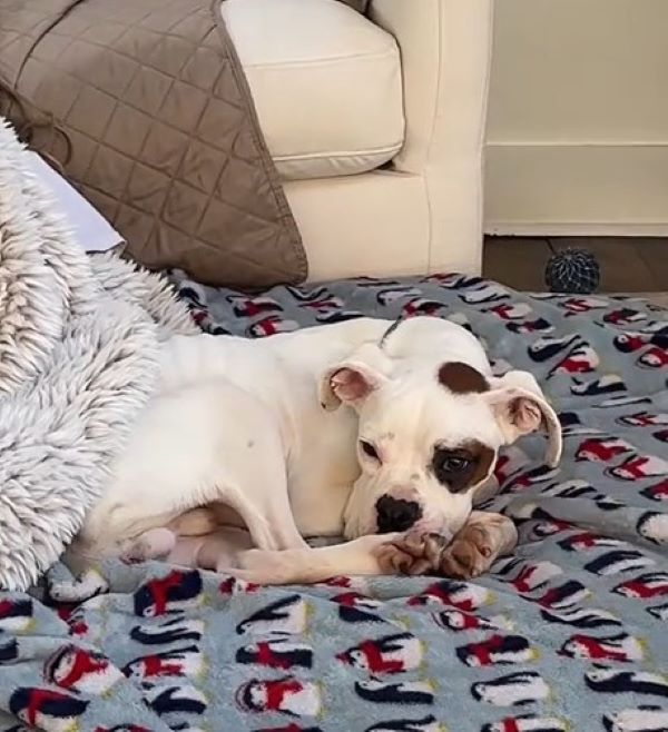 very cute dog laying down