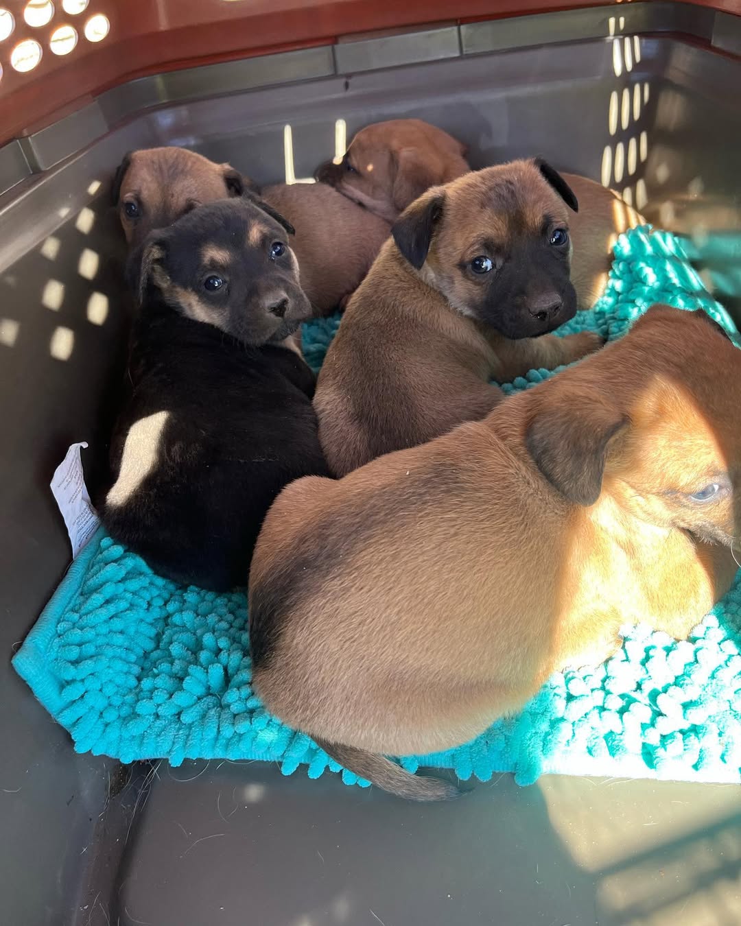 very cute puppies