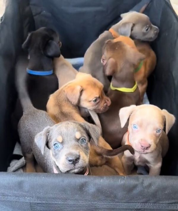 very cute puppies