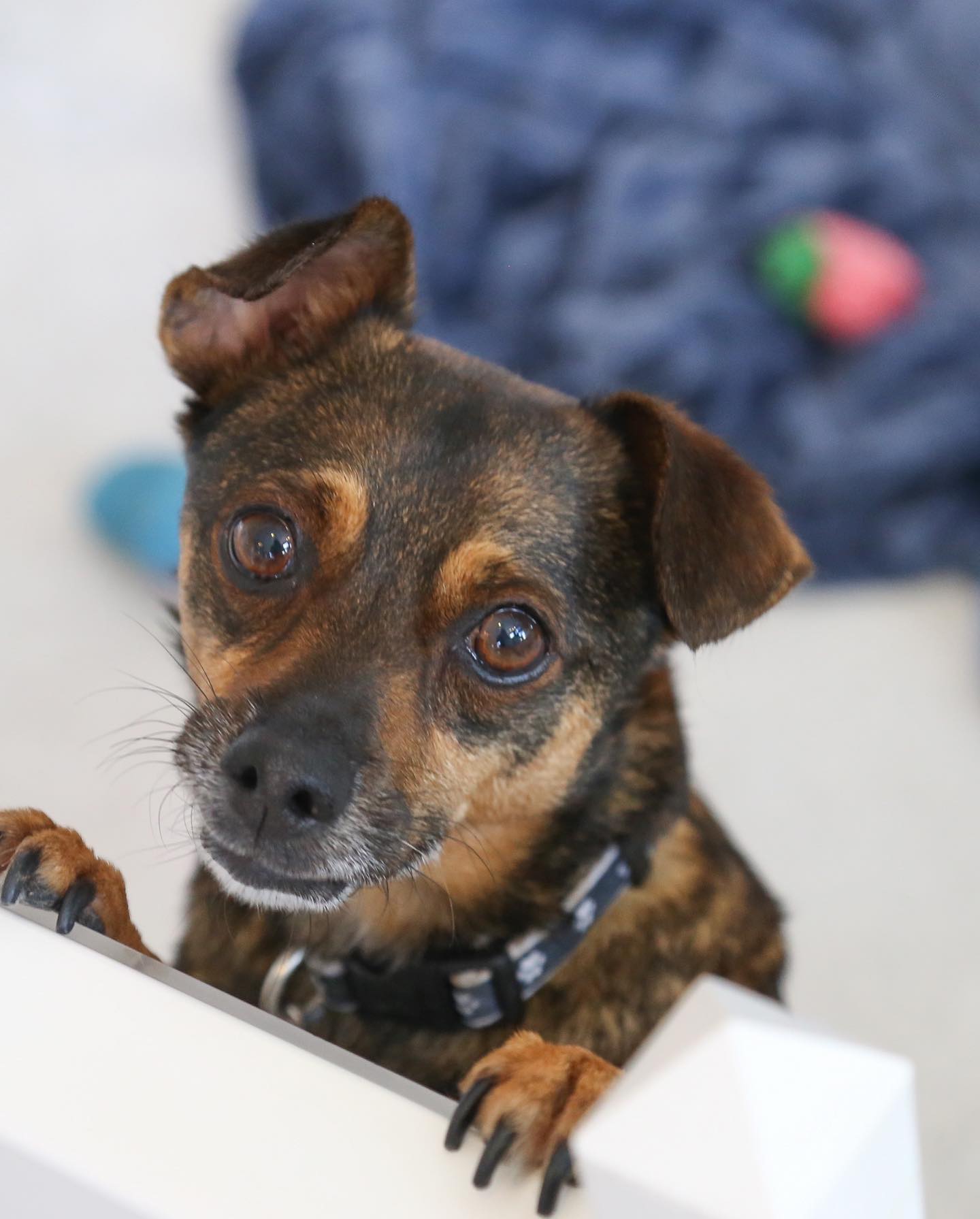 very cute tiny dog