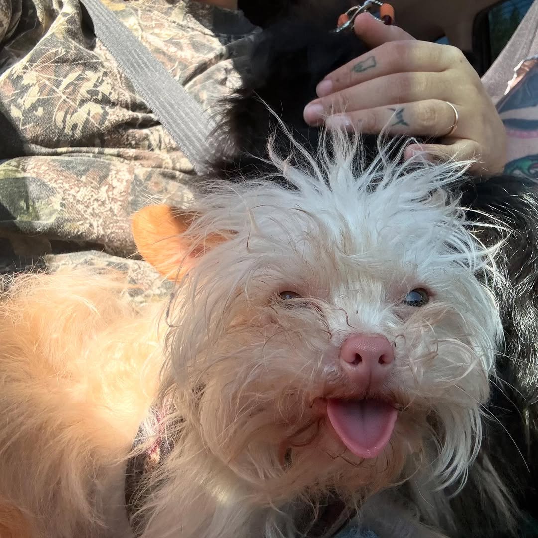 very cute tiny white dog