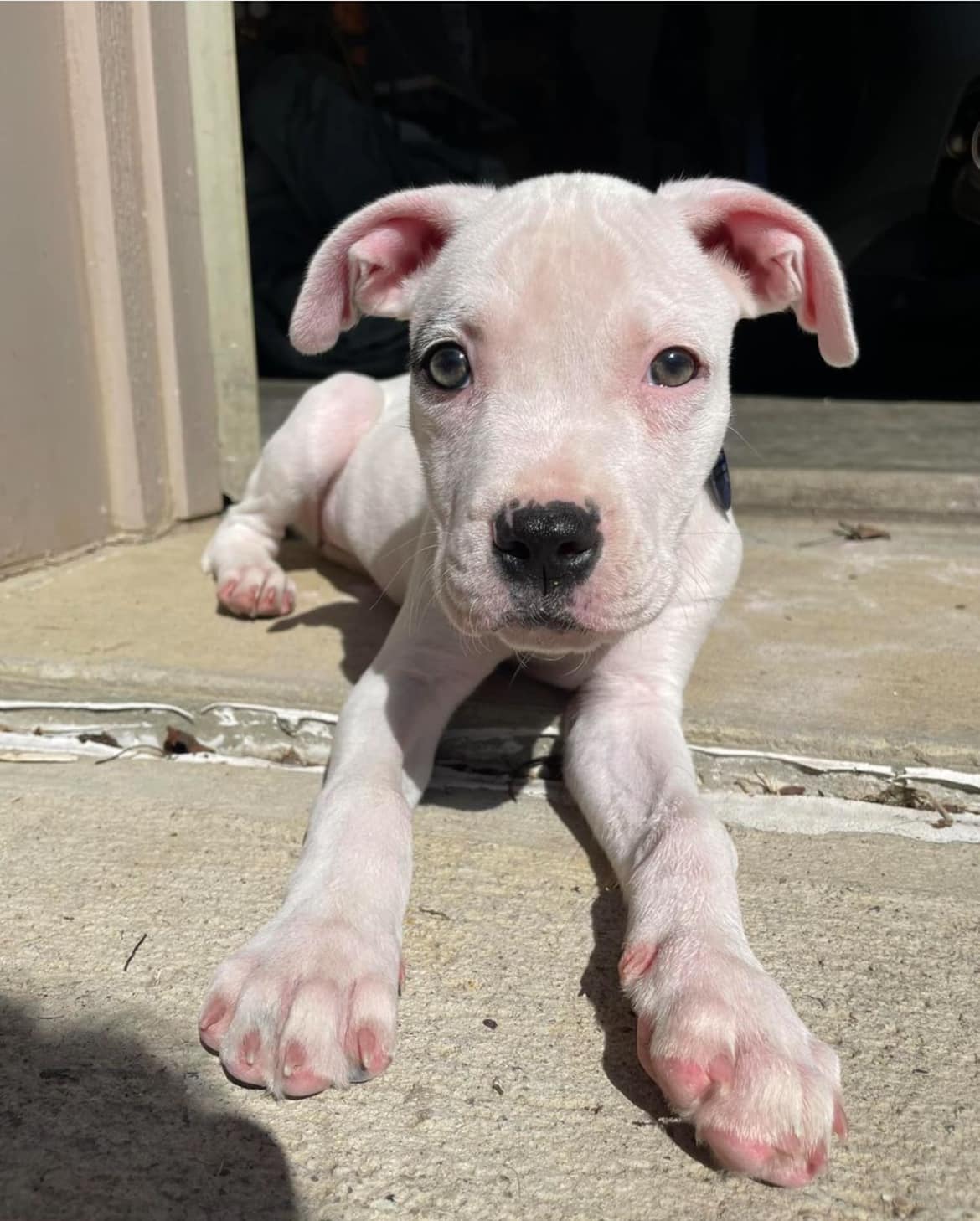very cute white puppy
