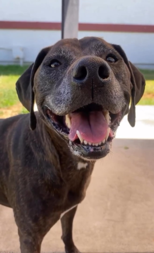 very happy dog