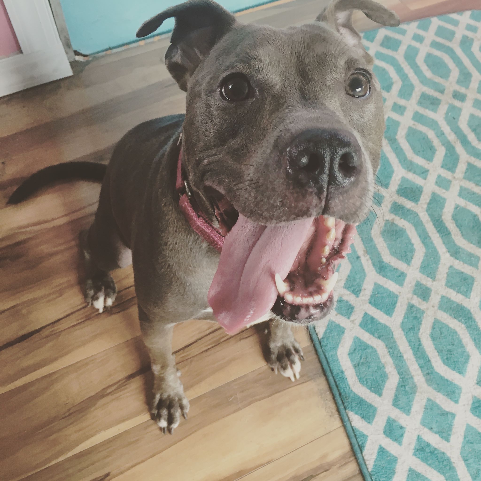 very happy gray dog