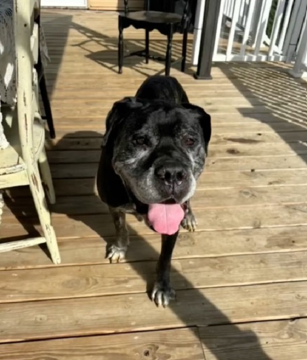 very old black dog