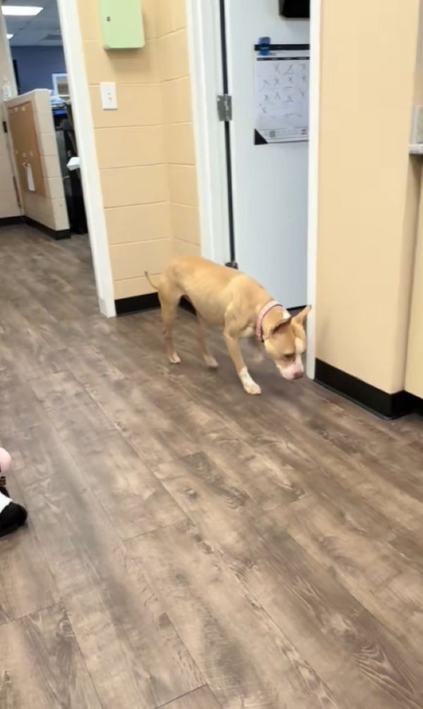 very sad dog