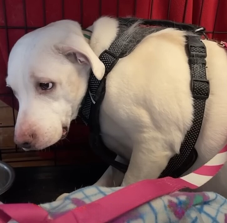 very sad white dog