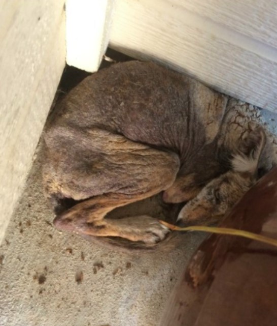 very sick dog