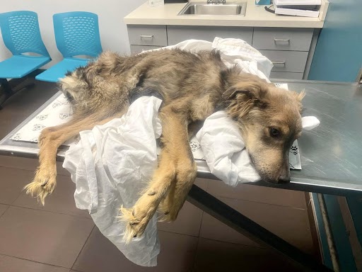 very skinny dog