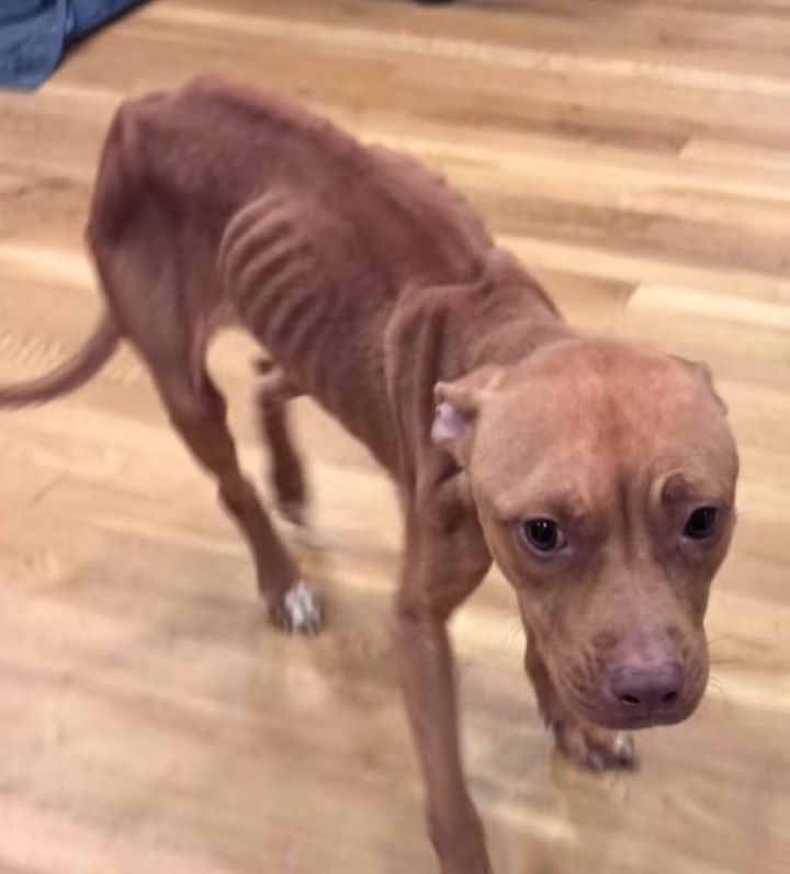 very skinny dog