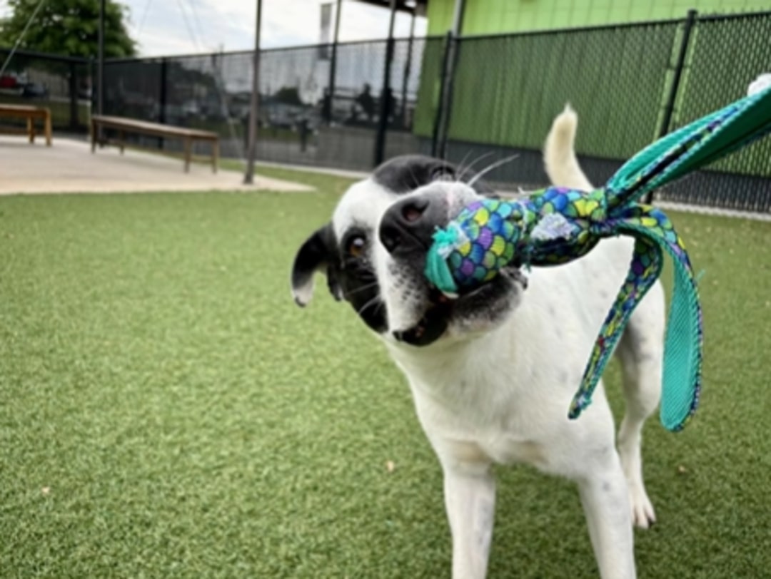 very sweet dog