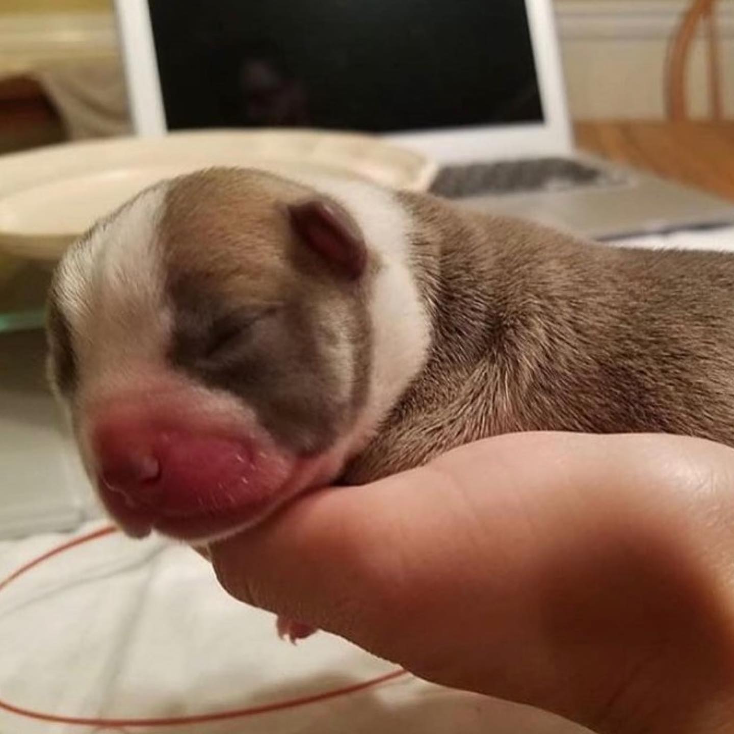 very tiny puppy