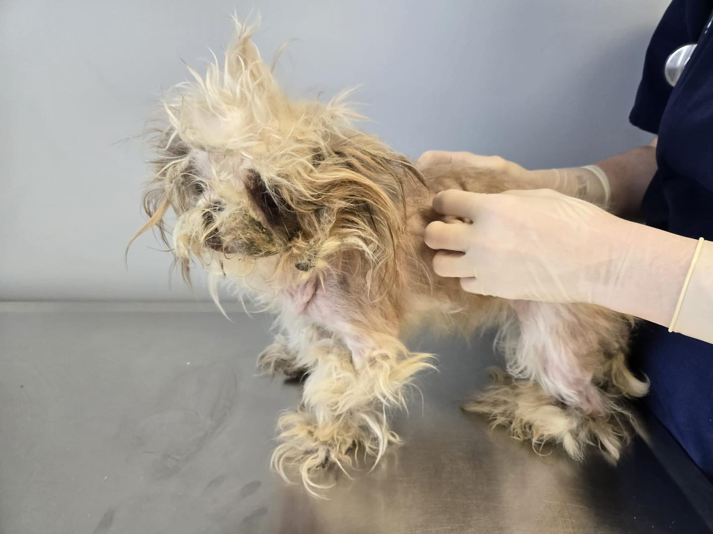 vet and abused dog