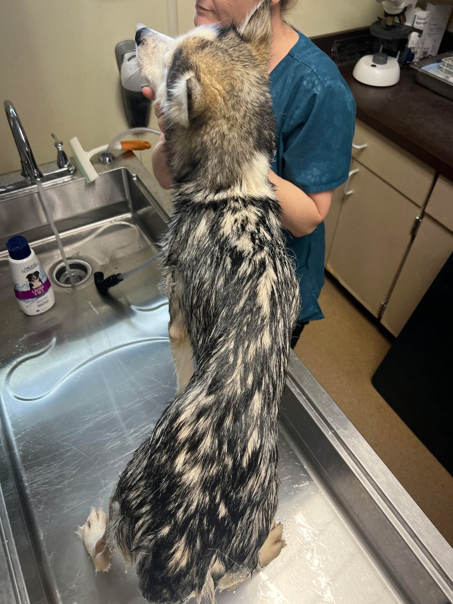 vet and big dog