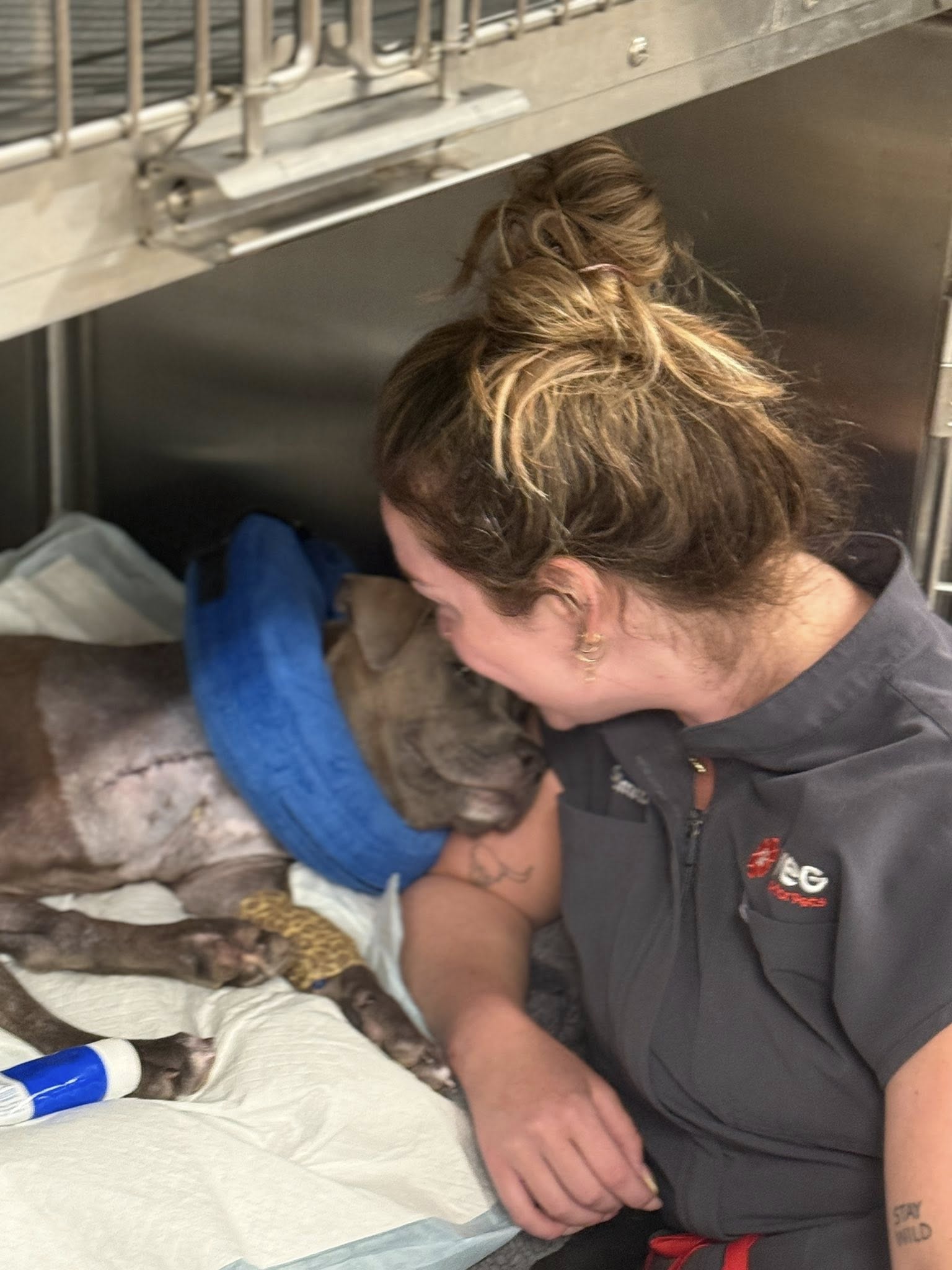 vet and injured dog