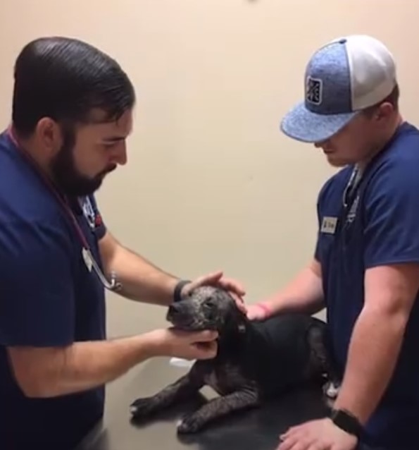 vet checking a dog