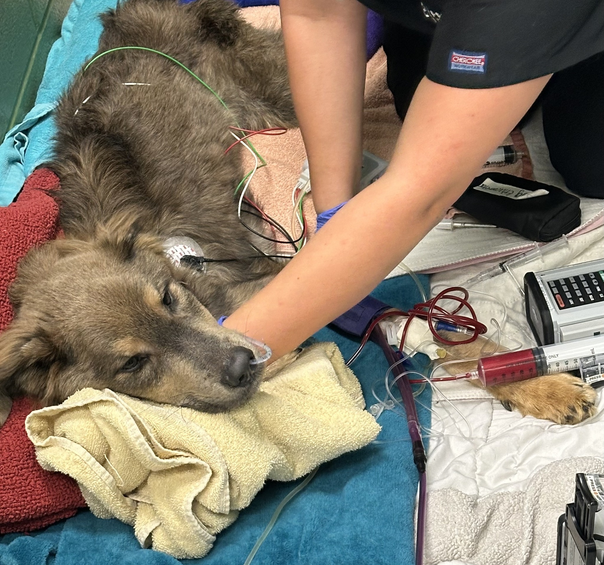 vet checking a dog