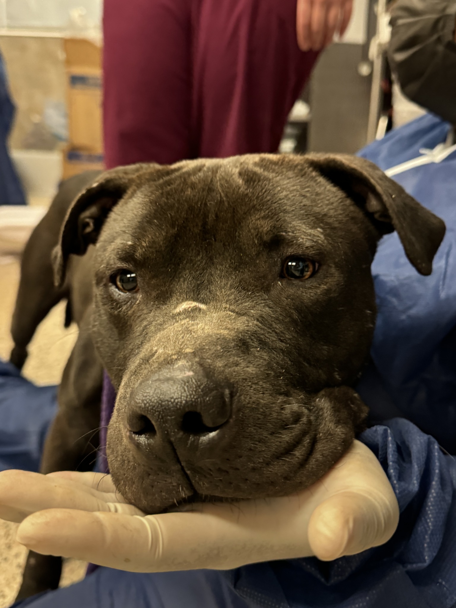 vet holding a dog