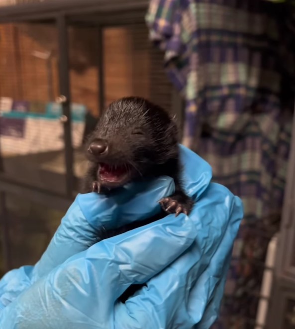 vet holding a tiny animal