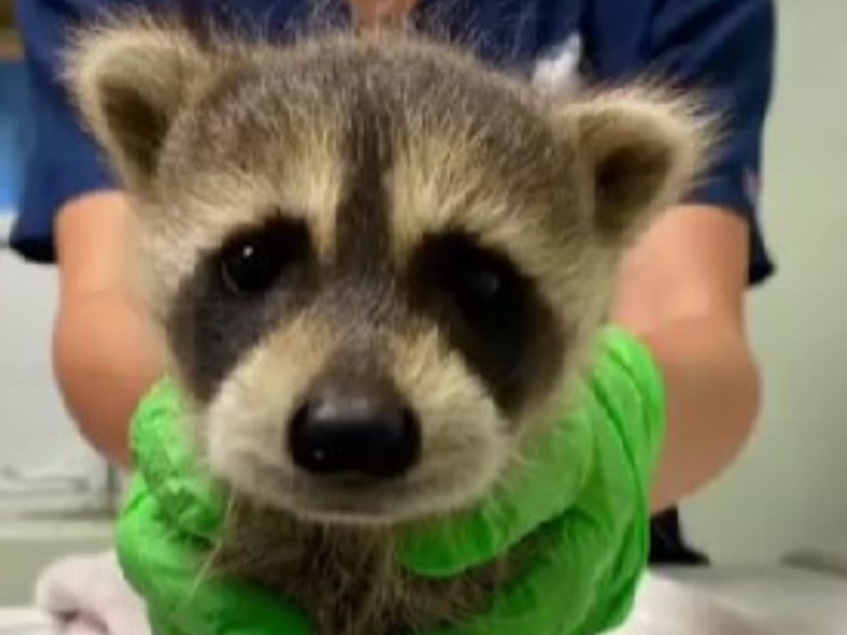 vet holding baby racoon