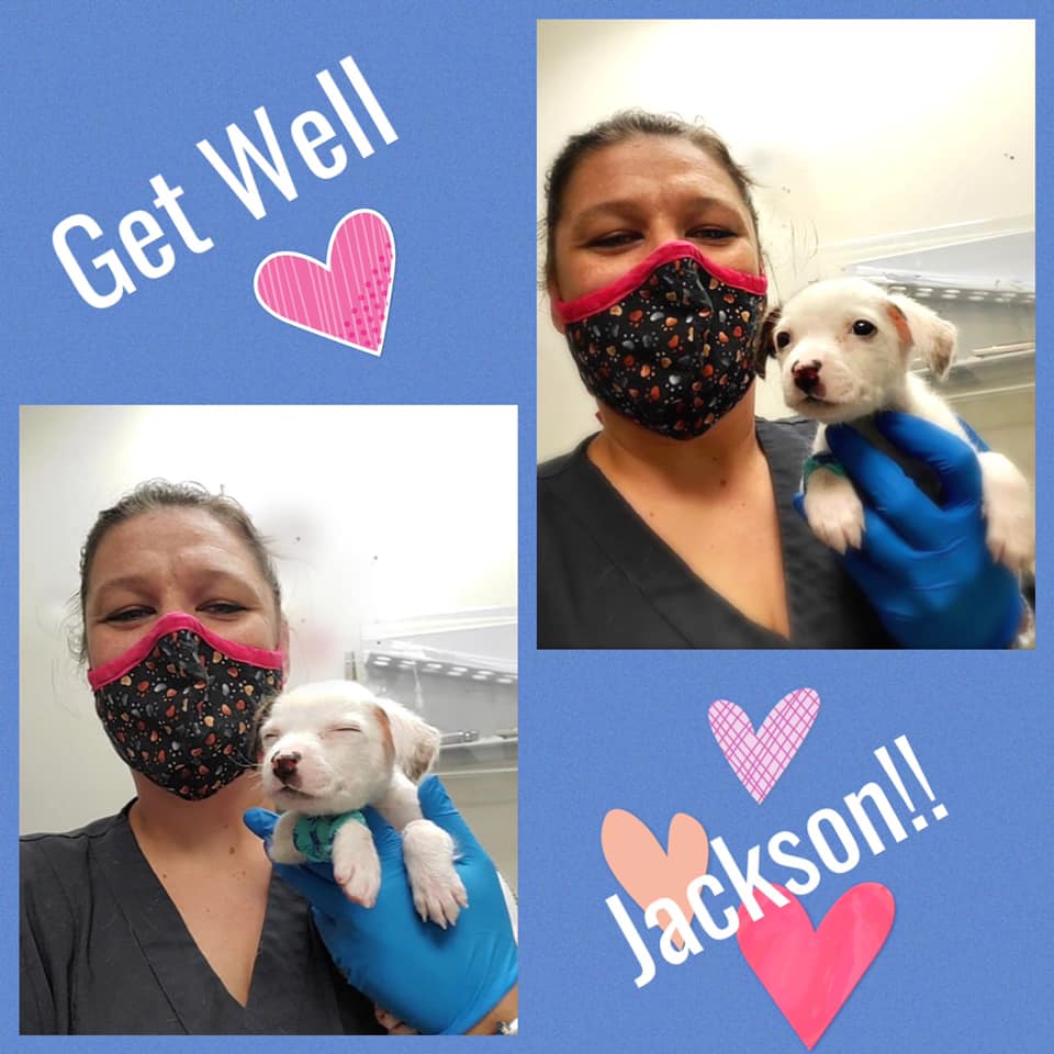 veterinarian holding a small puppy