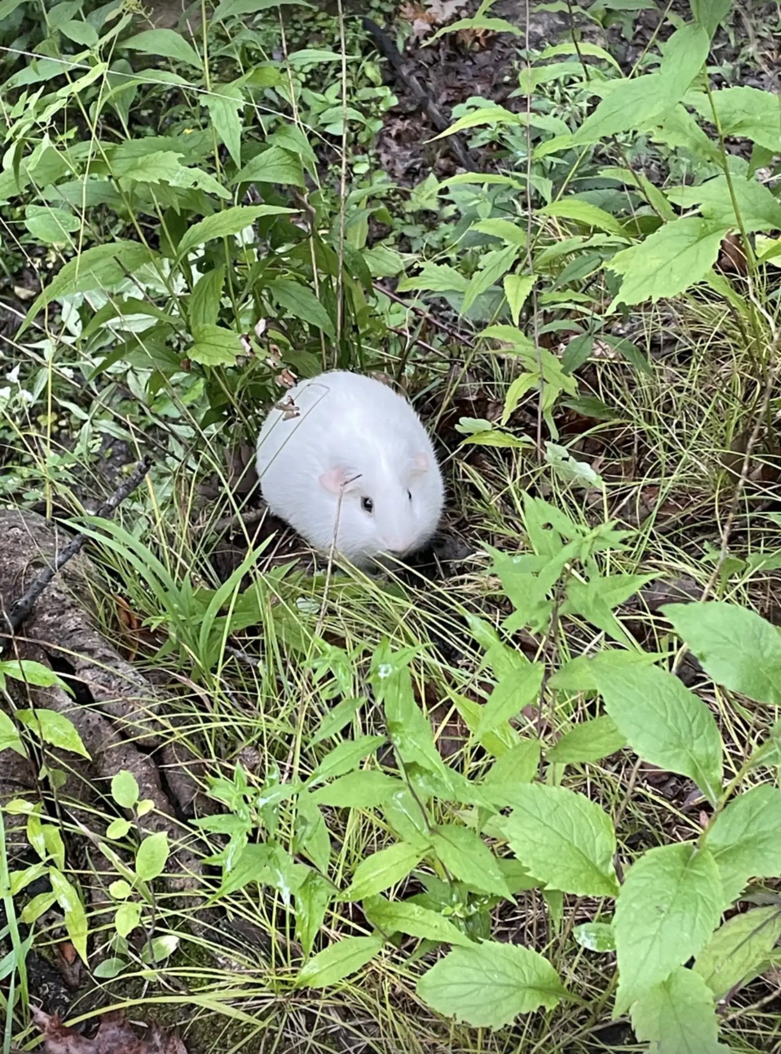 white bunny
