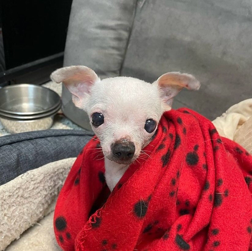 white chihuahua