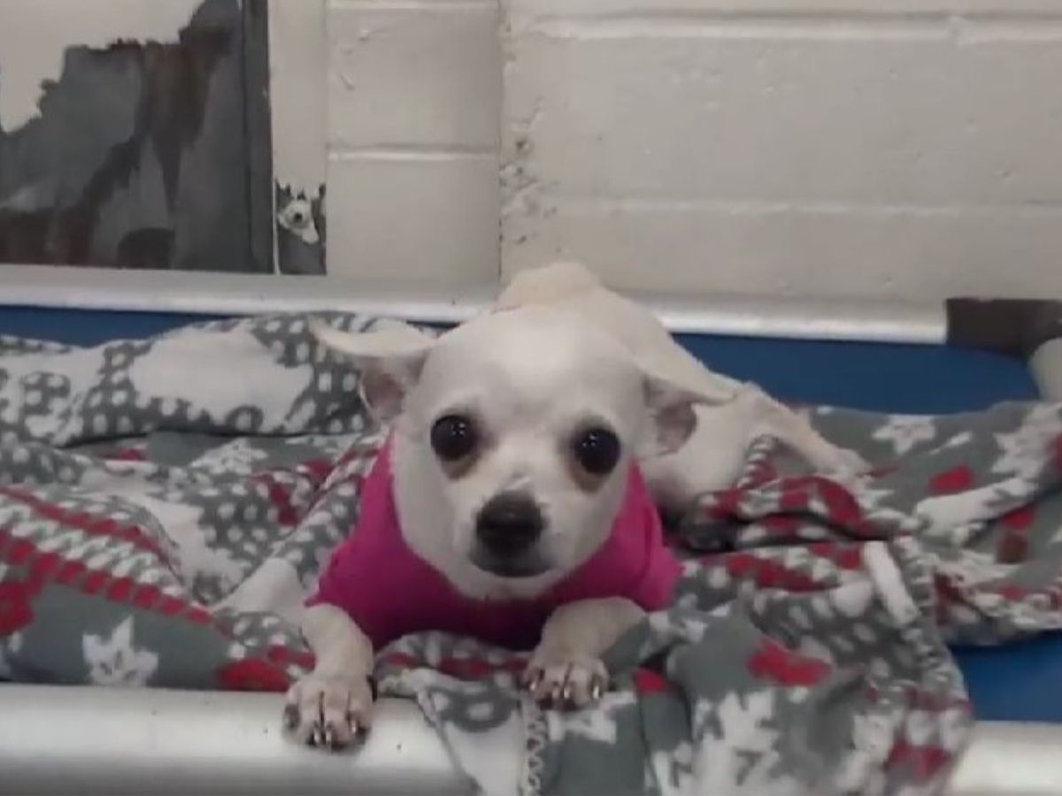 white chihuahua