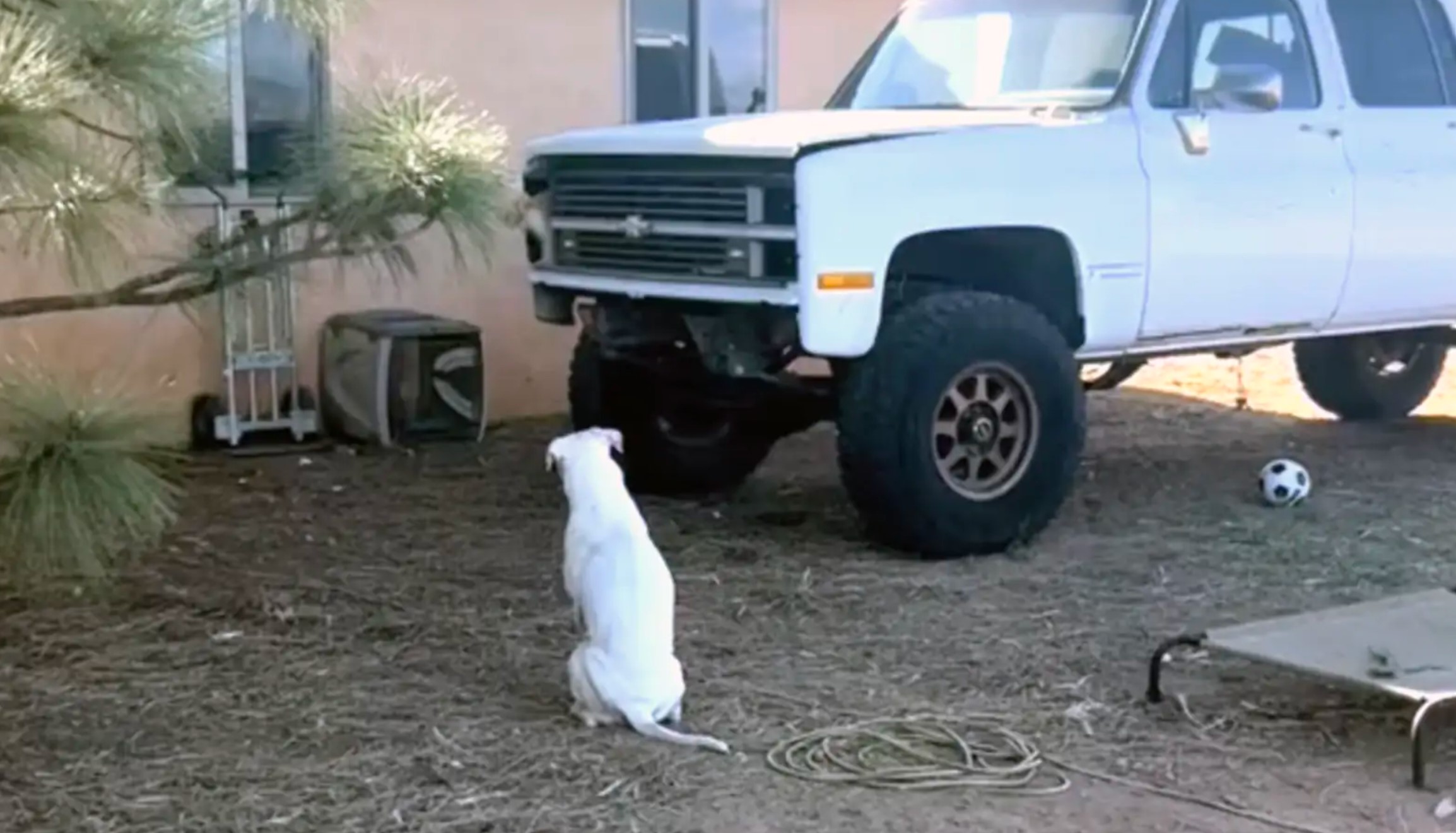 white deaf dog