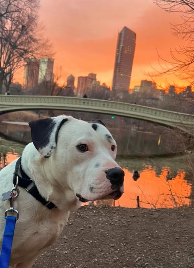 white dog and sunset
