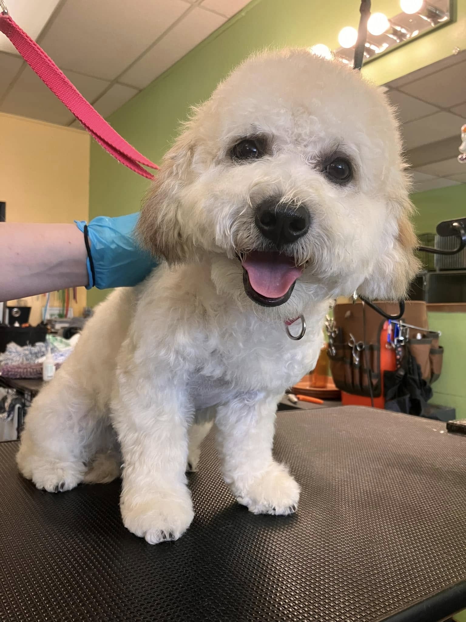 white dog at vet