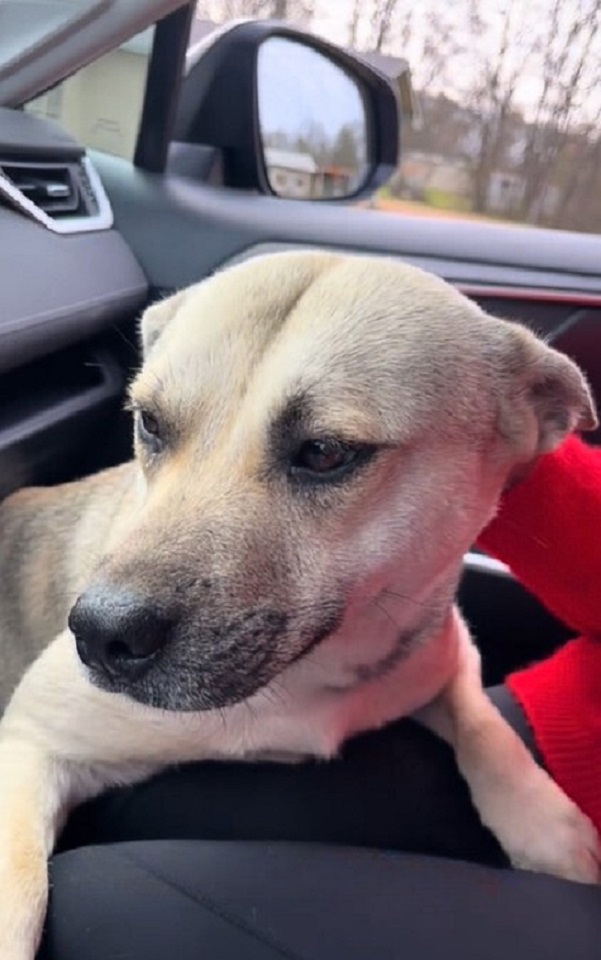 white dog in car