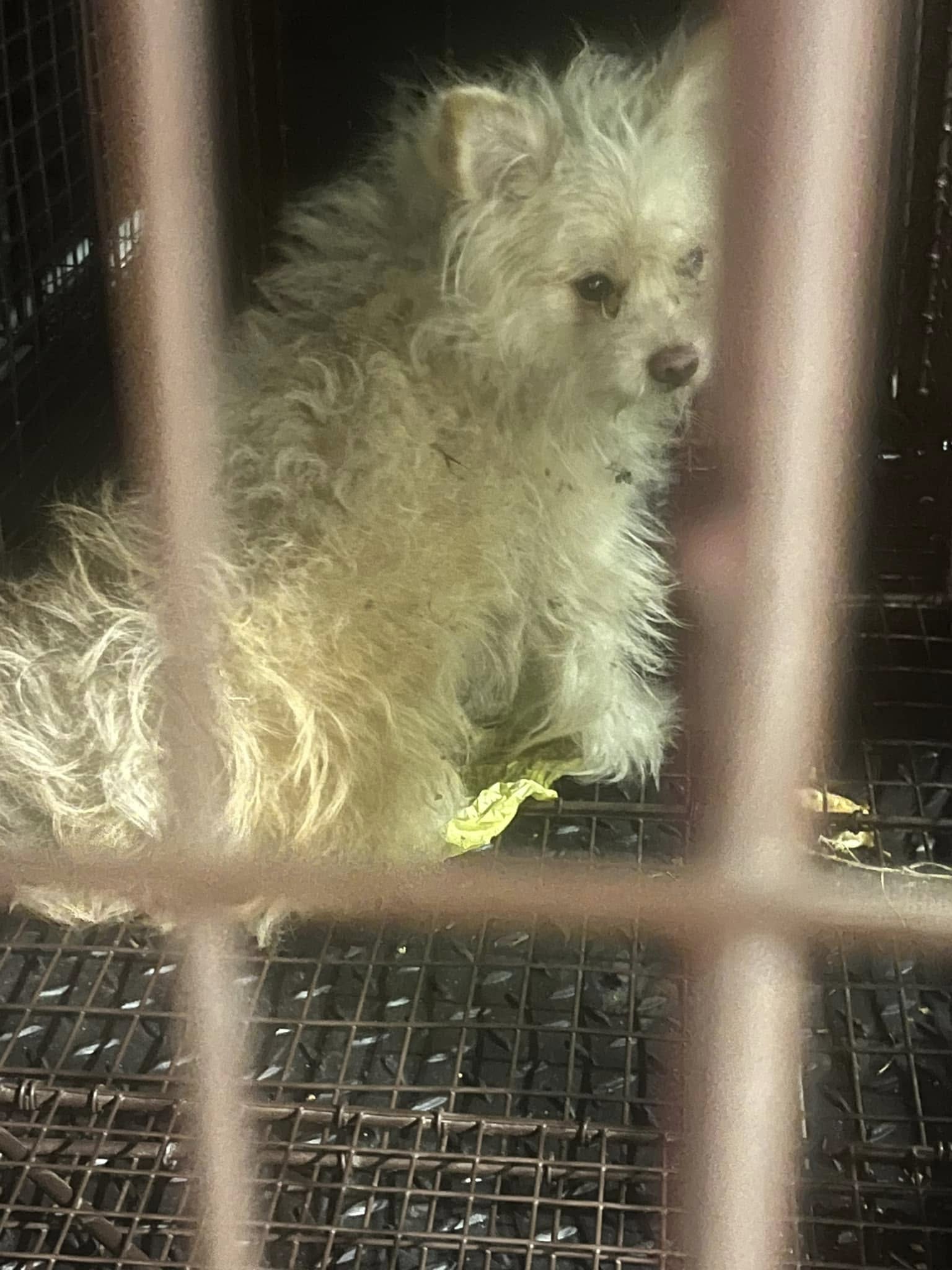 white dog in crate