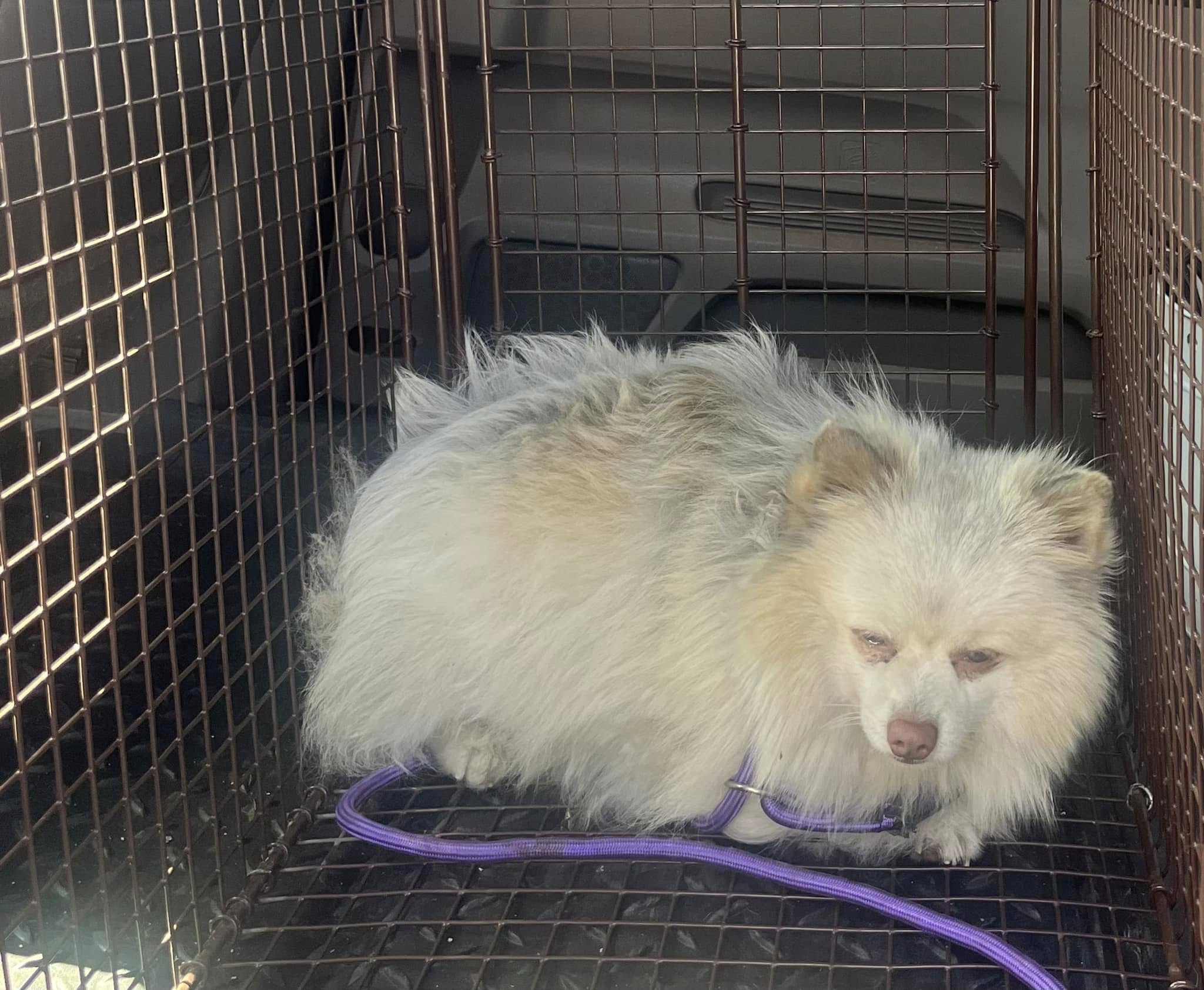 white dog in crate