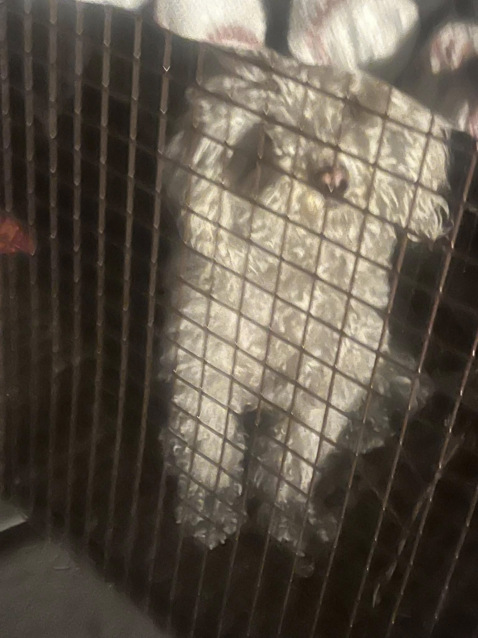 white dog in crate